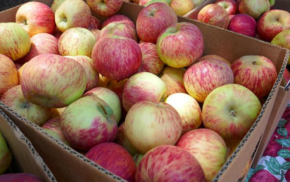 Exceptional Gravenstein Apples Best Distributors