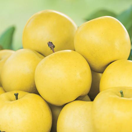 The Best Golden Apple Suppliers in Trading Market