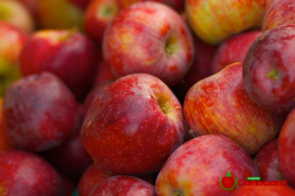 Delicious Braeburn Apples and Their Best Distributors