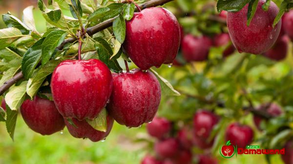 Top Retailers of the Most Delicious Apples