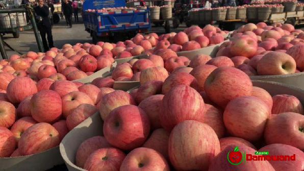 Fundamental Steps of Exporting Nutritious Apples