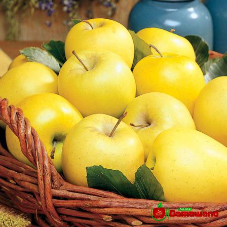 Incredible Yellow Delicious Apples for Trading