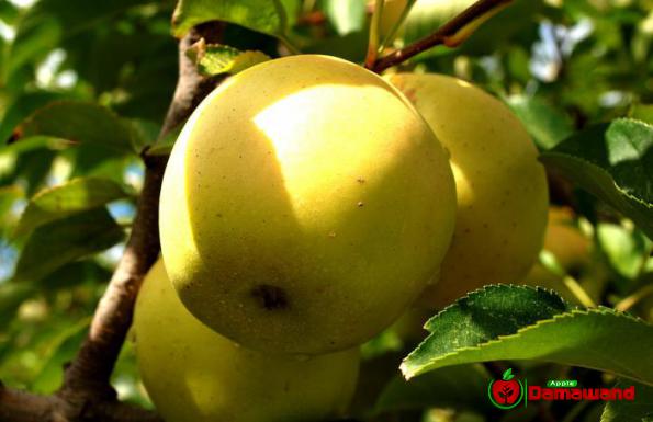 Data Bank of the Yellow Apple’s Wholesale Exportation