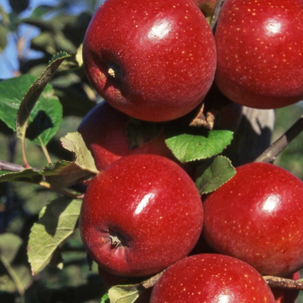 Apple trees for sale near me