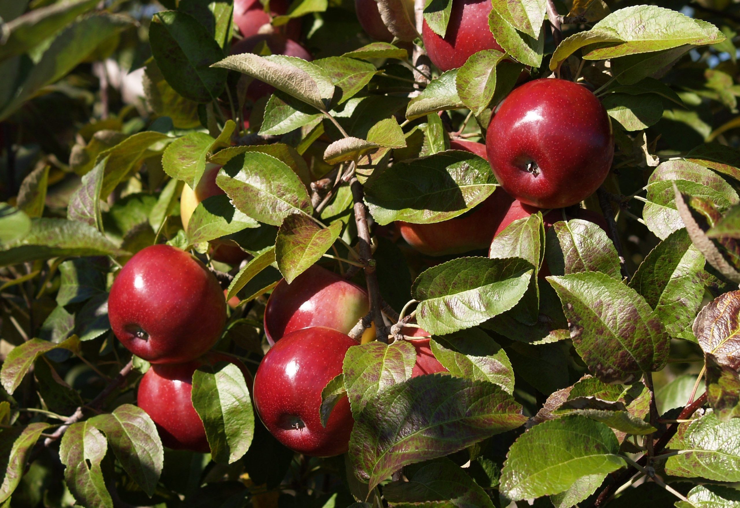 Fiesta apple trees for sale
