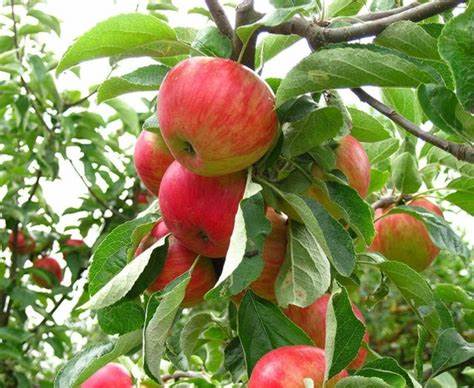 Discovery apple tree pollination