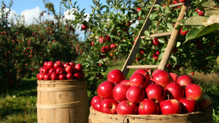 Apple production