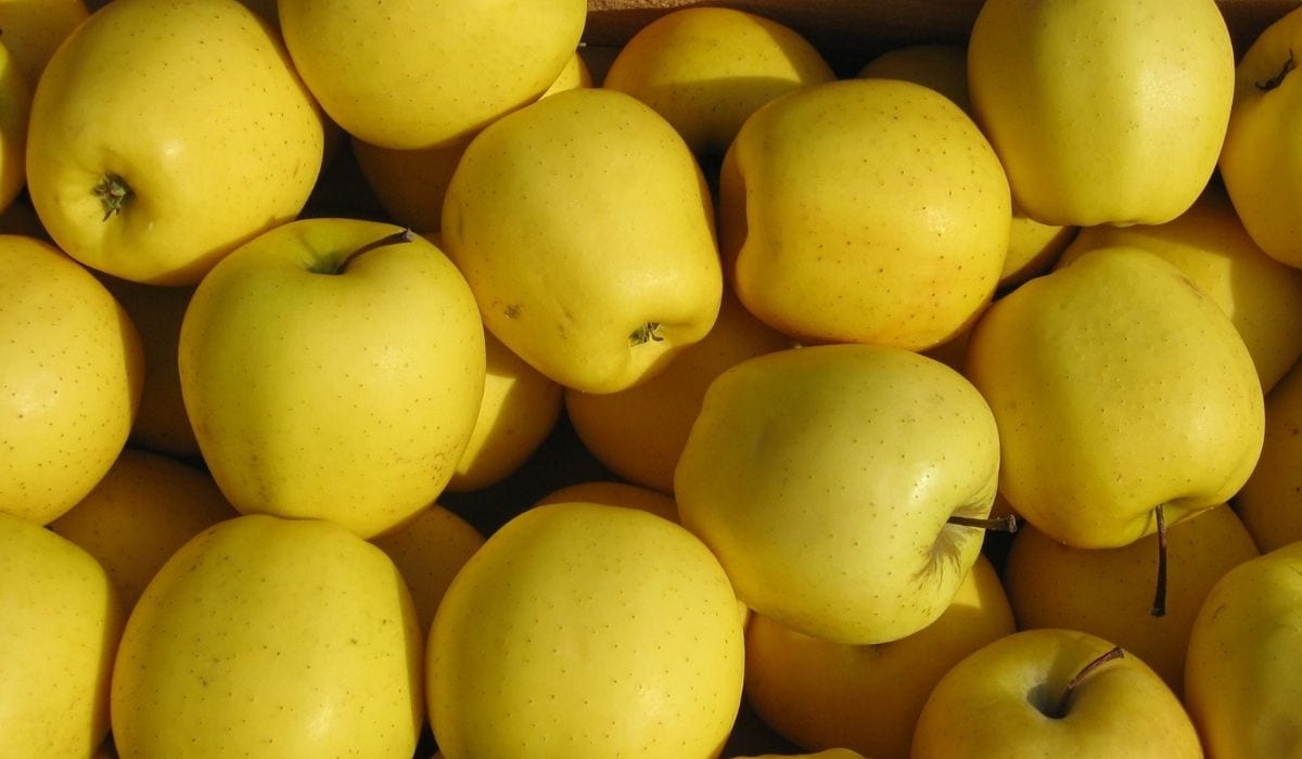 When do golden delicious apples harvest