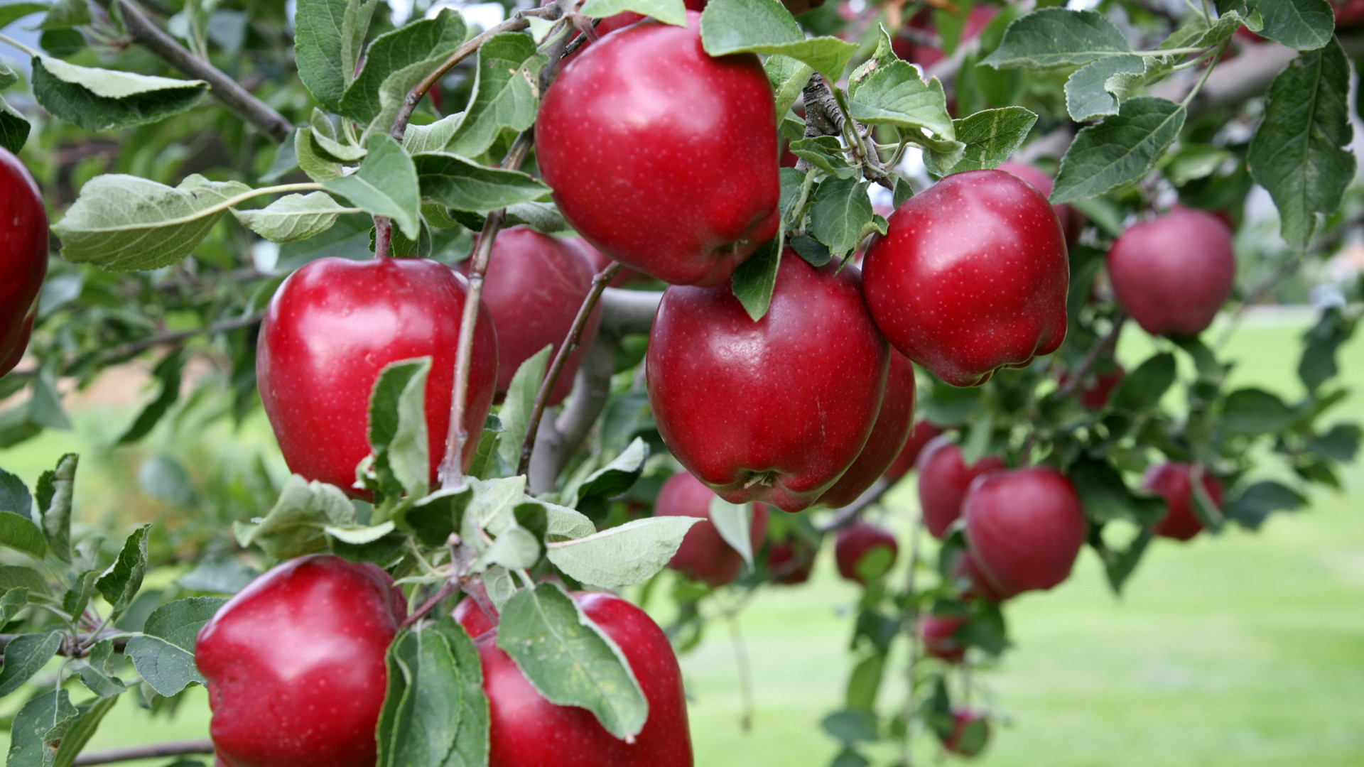 Are red delicious apple trees self pollinating