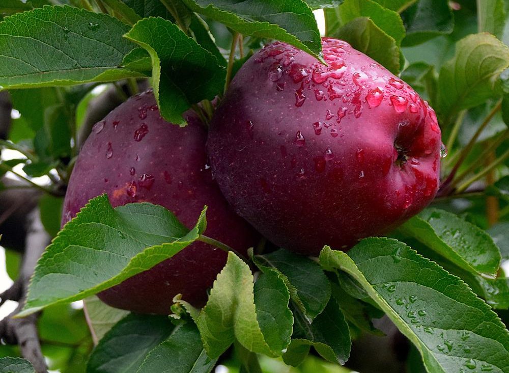 Red delicious apple pollinators