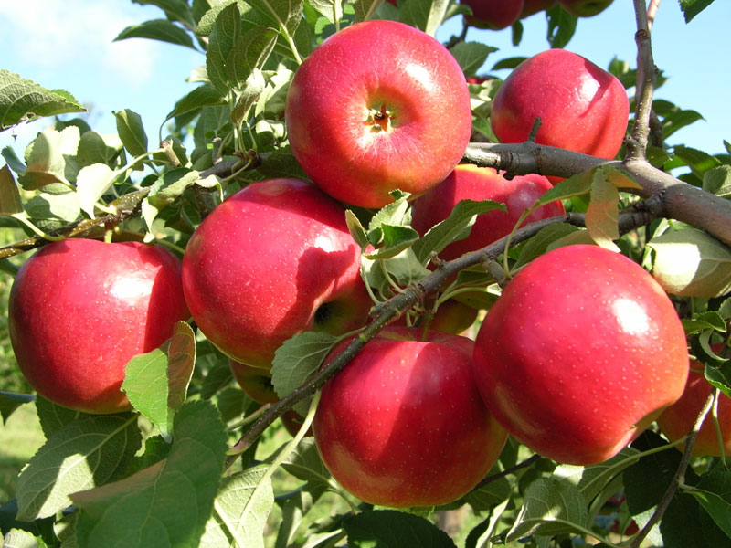 Apple fruit tree orchard