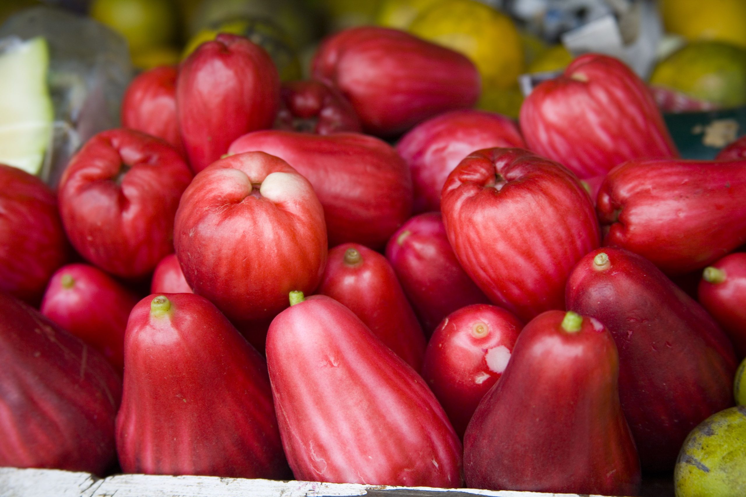 Jamaican apple