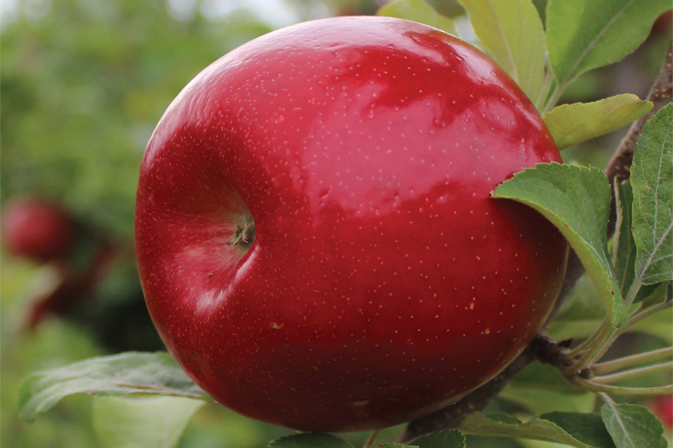 Sweet sixteen apple uses