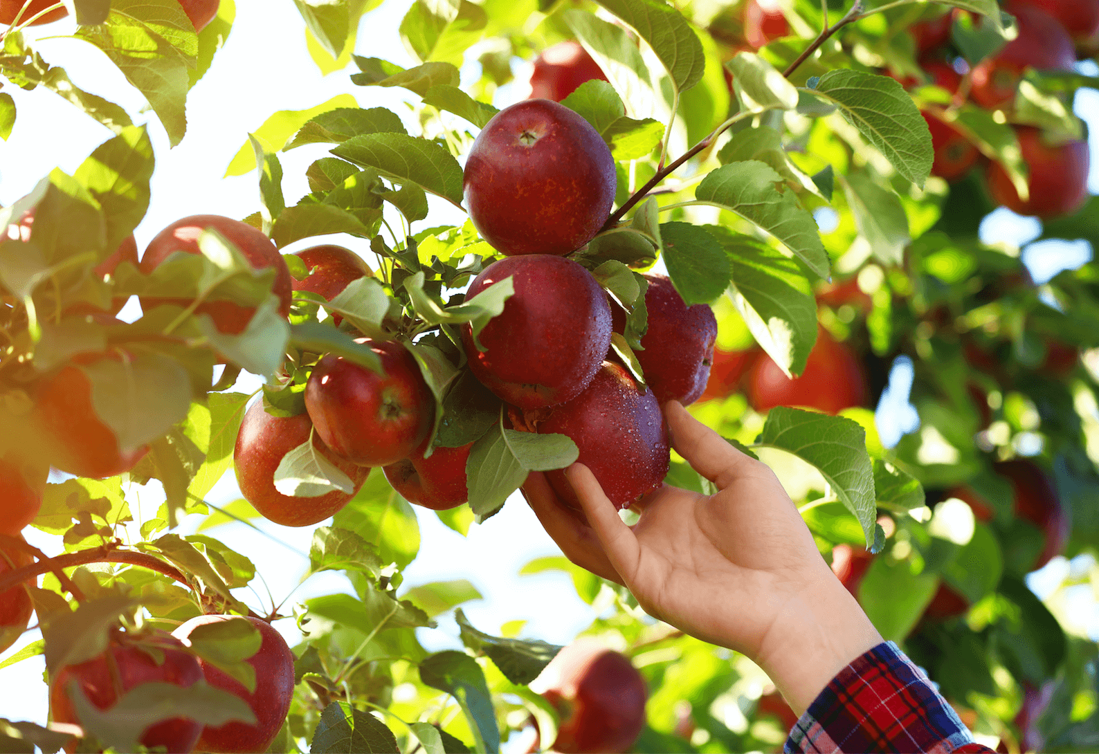 Which country apple is best