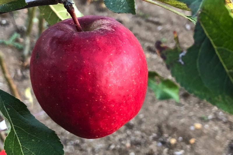 Katy apple trees for sale